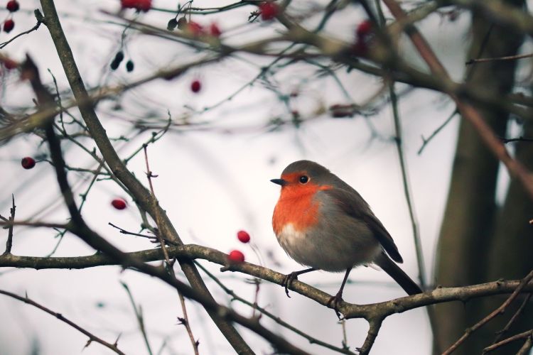 A robin on a branch with red berries on some of the bare branches of the tree surrounding it