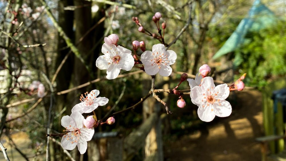 Pink blossom flowers and buds on a tree