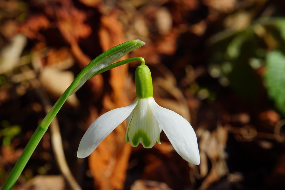 A single snowdrop with blurred brown leaves on the ground in the background