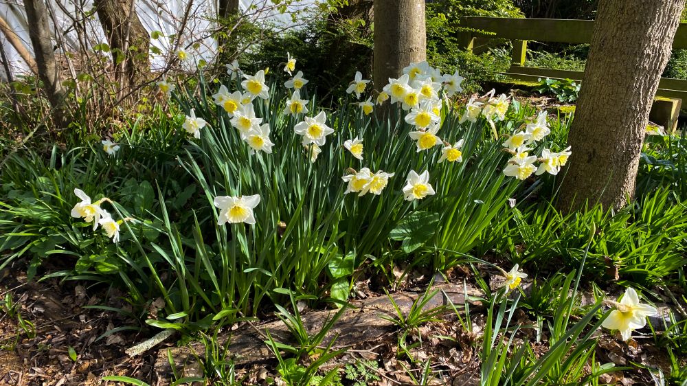 Daffodils against tree trunks